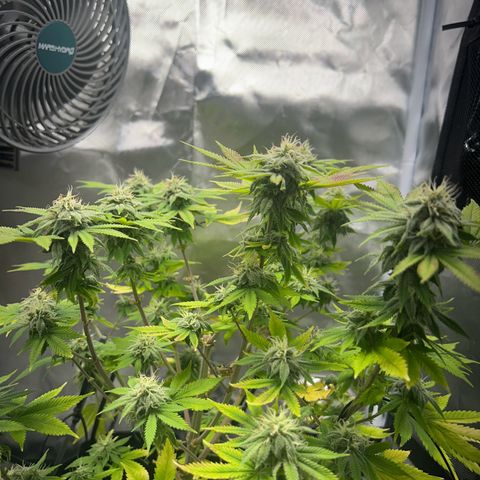 Myrtle growlog timeline photo