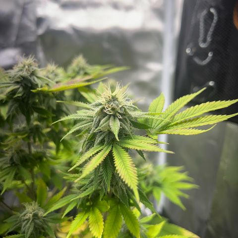 Myrtle growlog timeline photo