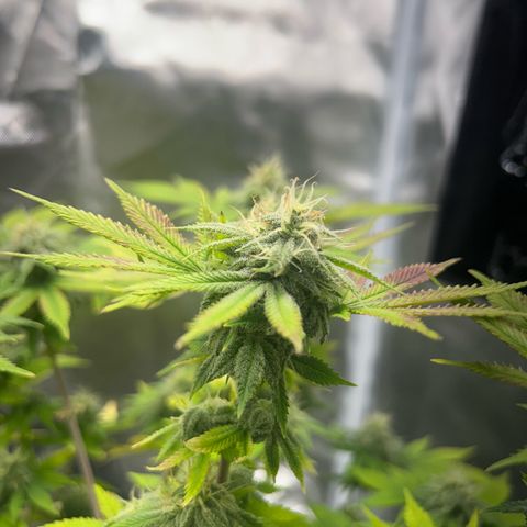 Myrtle growlog timeline photo