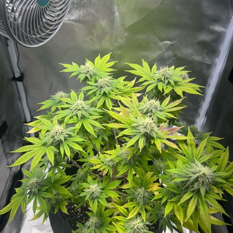 Myrtle growlog timeline photo