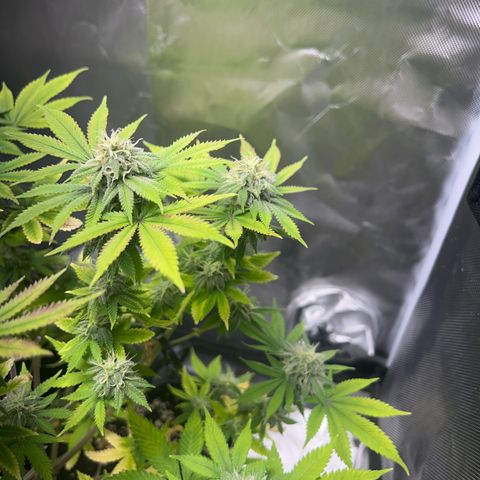 Myrtle growlog timeline photo