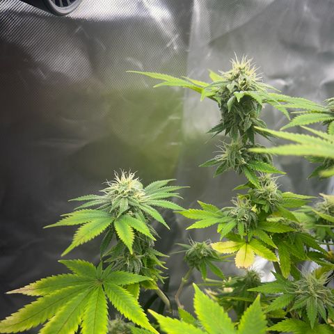 Myrtle growlog timeline photo