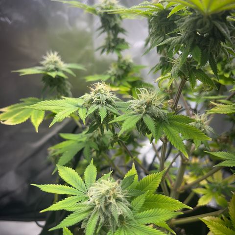 Myrtle growlog timeline photo