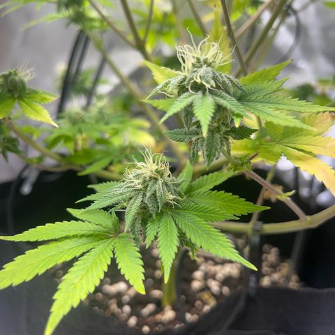 Myrtle growlog timeline photo