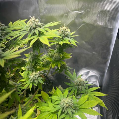 Myrtle growlog timeline photo
