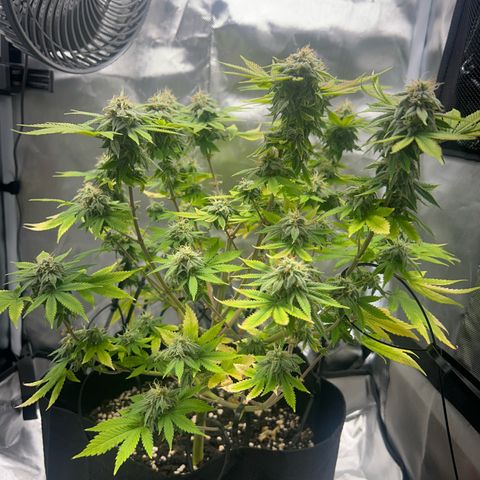 Myrtle growlog timeline photo