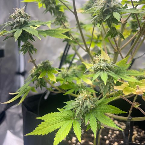 Myrtle growlog timeline photo