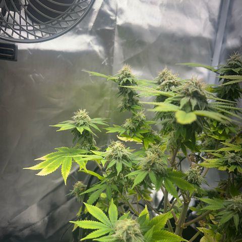Myrtle growlog timeline photo