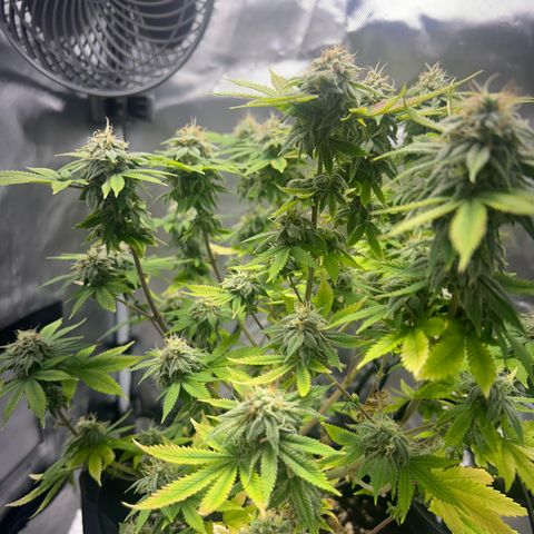 Myrtle growlog timeline photo
