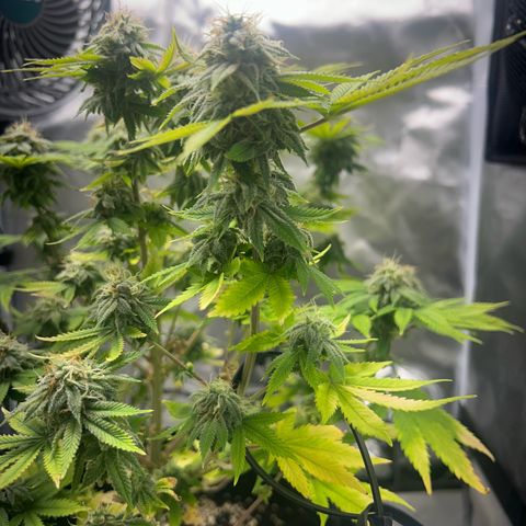 Myrtle growlog timeline photo