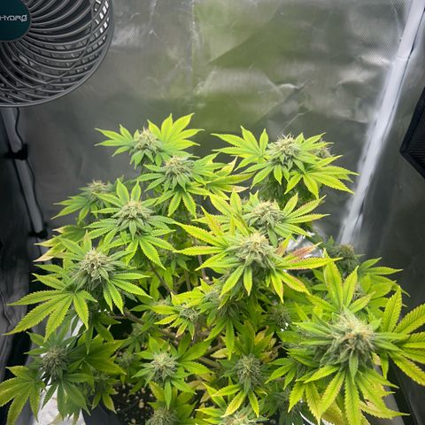 Myrtle growlog timeline photo