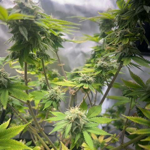 Myrtle growlog timeline photo