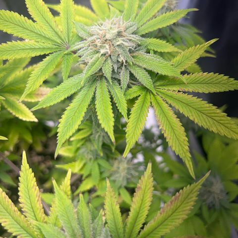 Myrtle growlog timeline photo