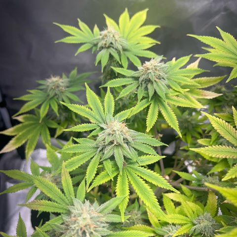 Myrtle growlog timeline photo