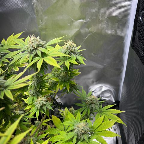 Myrtle growlog timeline photo