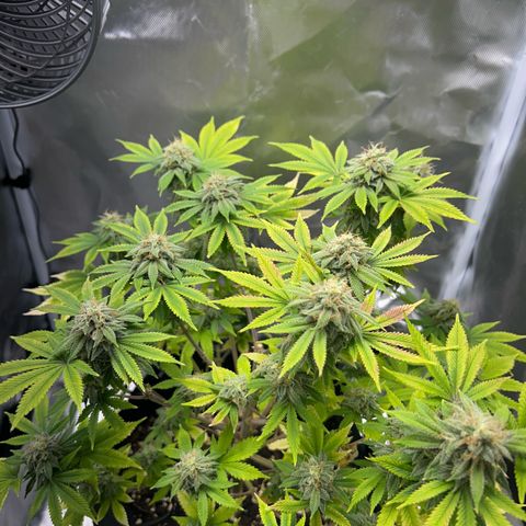 Myrtle growlog timeline photo