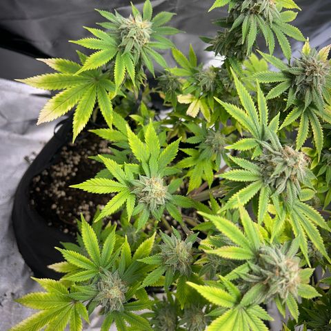 Myrtle growlog timeline photo