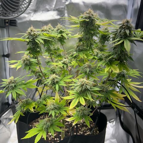 Myrtle growlog timeline photo