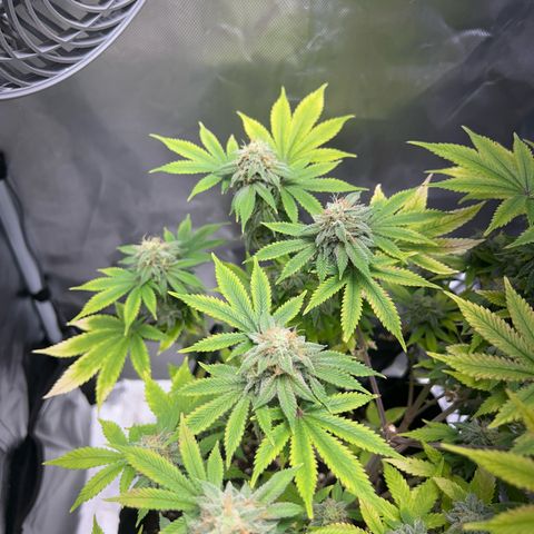 Myrtle growlog timeline photo