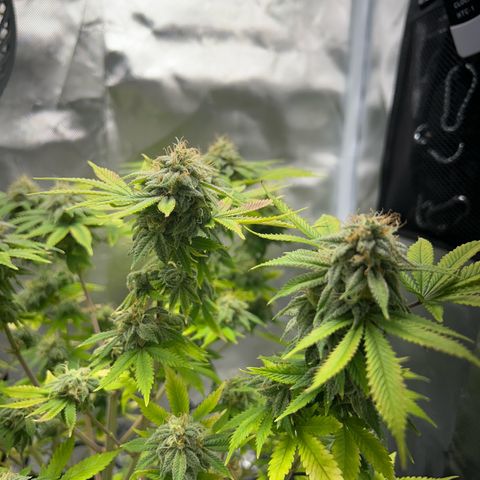 Myrtle growlog timeline photo