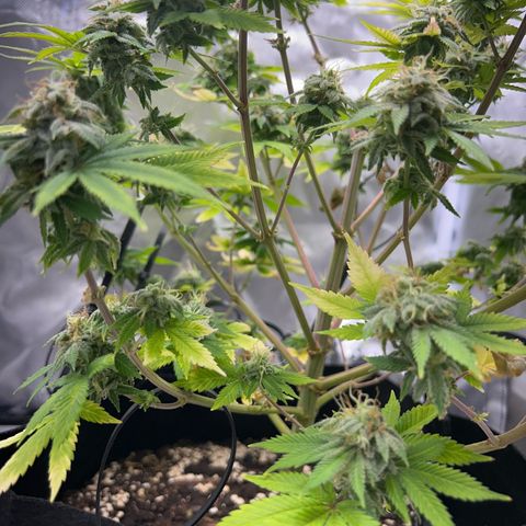 Myrtle growlog timeline photo