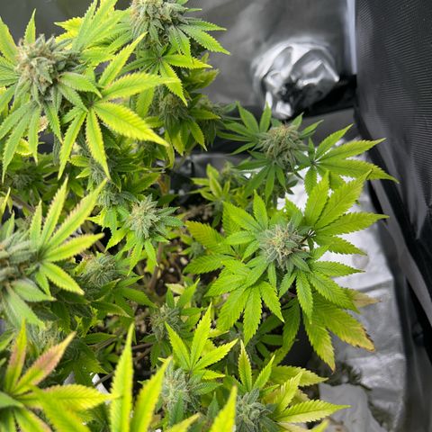 Myrtle growlog timeline photo