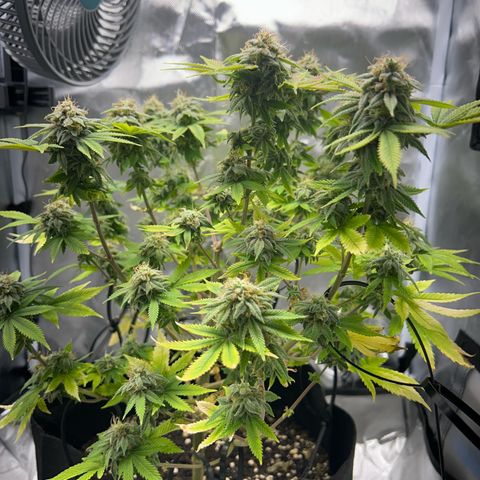 Myrtle growlog timeline photo