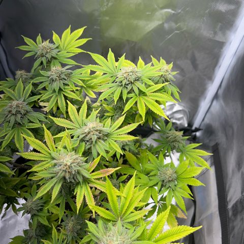 Myrtle growlog timeline photo