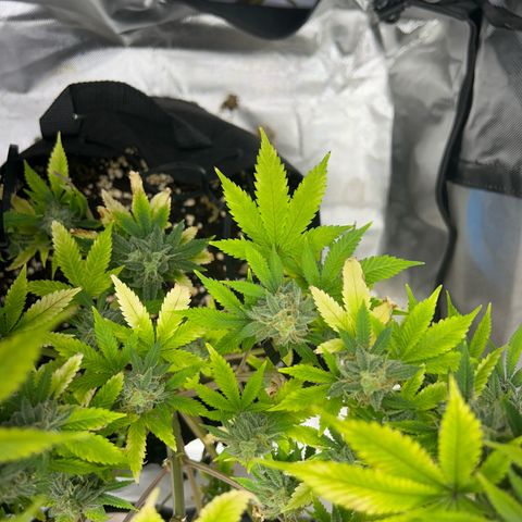 Myrtle growlog timeline photo