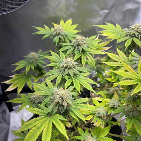 Myrtle growlog timeline photo