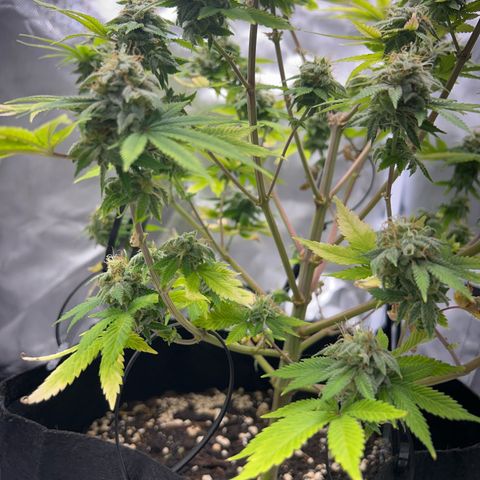 Myrtle growlog timeline photo