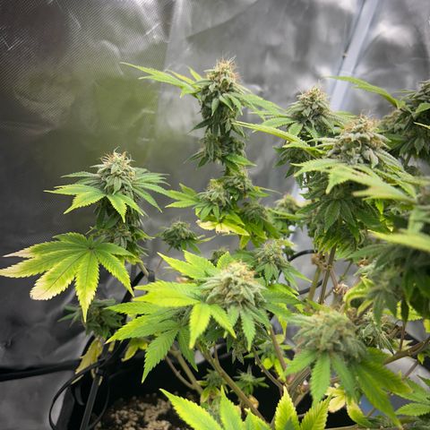 Myrtle growlog timeline photo