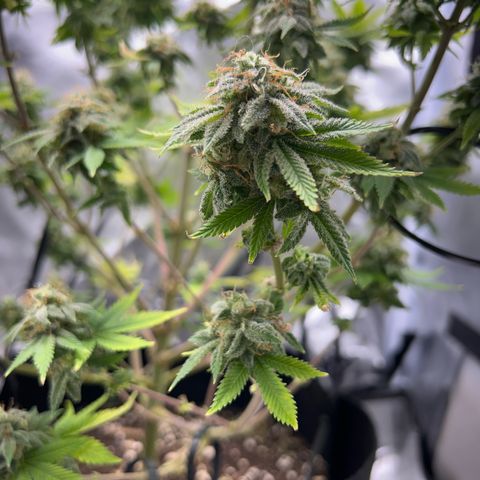 Myrtle growlog timeline photo