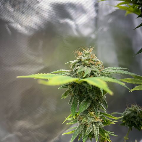 Myrtle growlog timeline photo