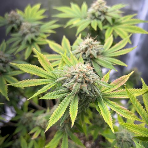 Myrtle growlog timeline photo