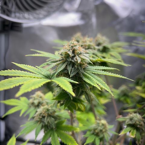 Myrtle growlog timeline photo