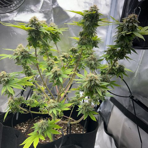 Myrtle growlog timeline photo