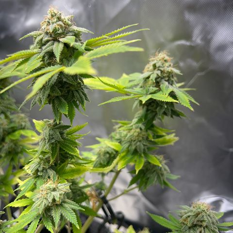 Myrtle growlog timeline photo
