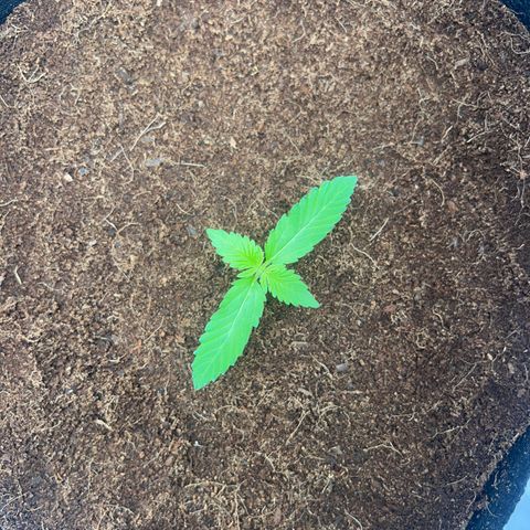Über-Chocolate  growlog timeline photo