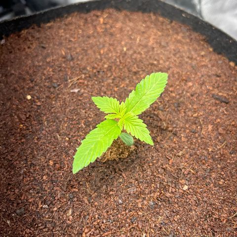 Über-Chocolate  growlog timeline photo