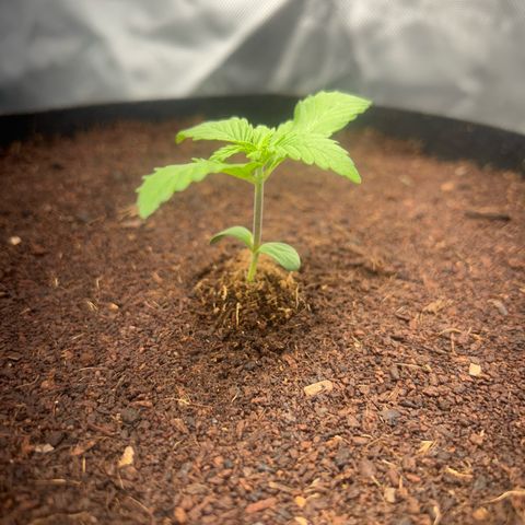 Über-Chocolate  growlog timeline photo