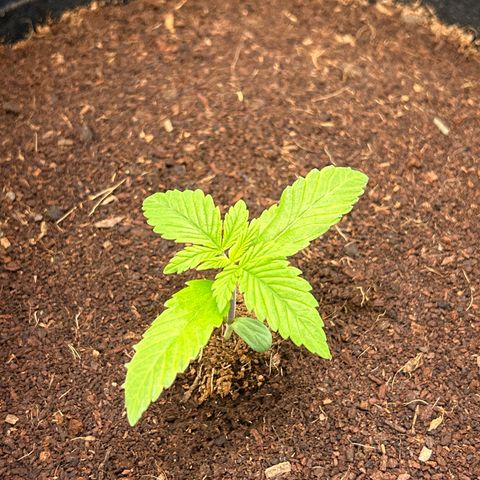 Über-Chocolate  growlog timeline photo