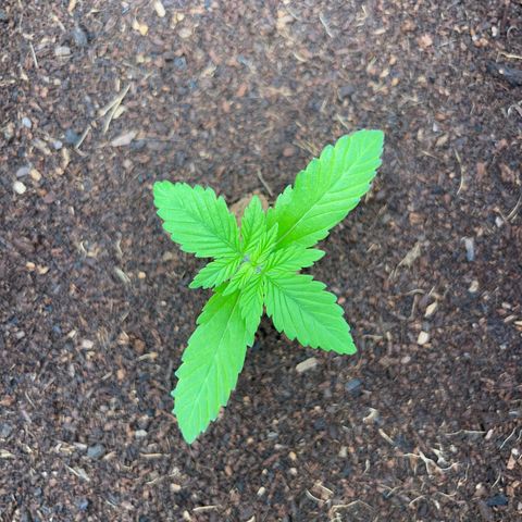 Über-Chocolate  growlog timeline photo