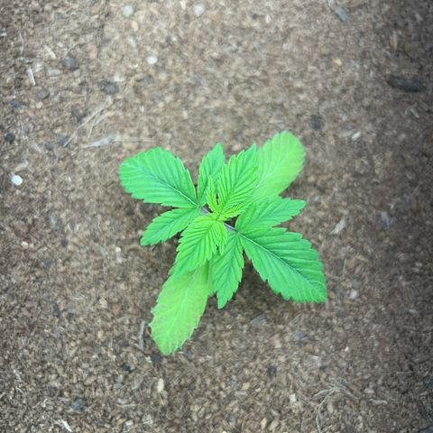 Über-Chocolate  growlog timeline photo