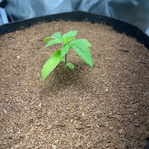 Über-Chocolate  growlog timeline photo