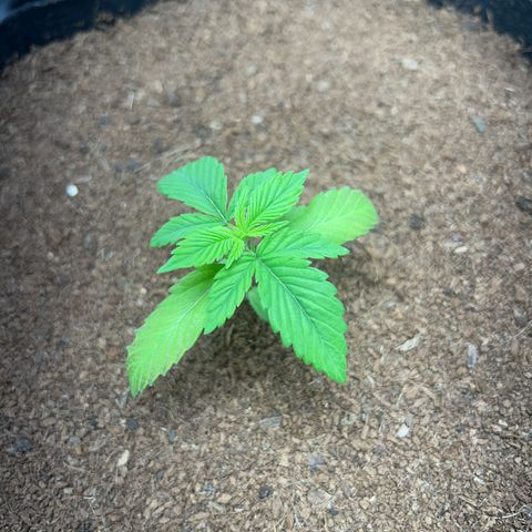 Über-Chocolate  growlog timeline photo