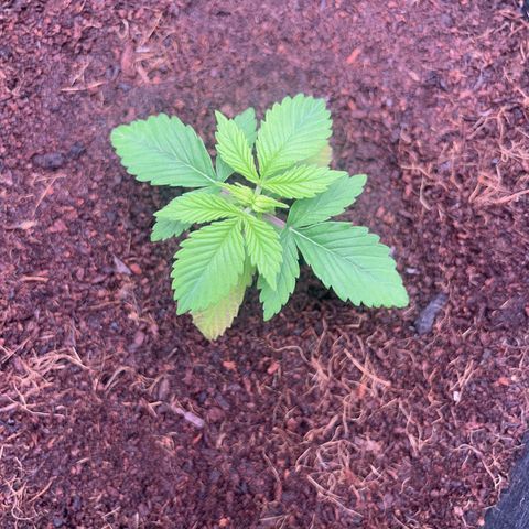 Über-Chocolate  growlog timeline photo