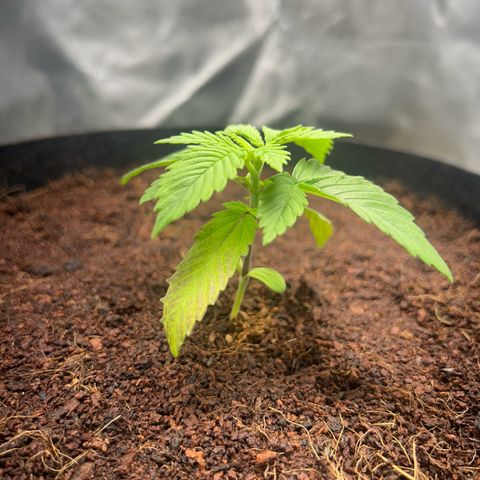 Über-Chocolate  growlog timeline photo
