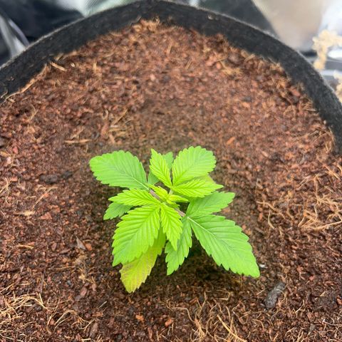 Über-Chocolate  growlog timeline photo