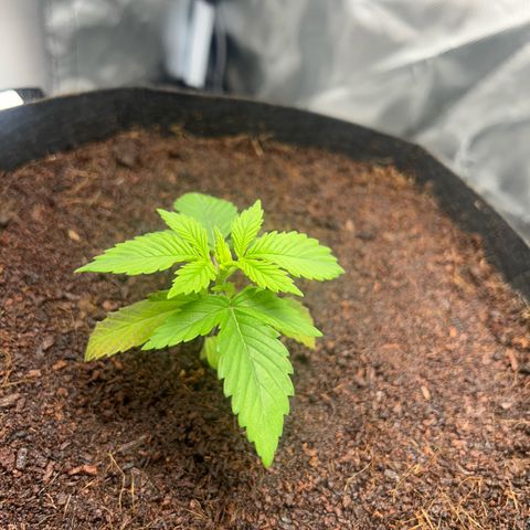 Über-Chocolate  growlog timeline photo